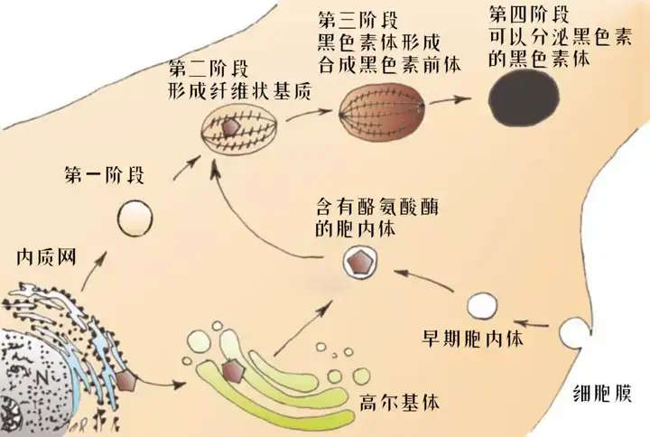 黑色素细胞中黑色素体形成和黑色素分泌的过程(图源:miroslawa cicho