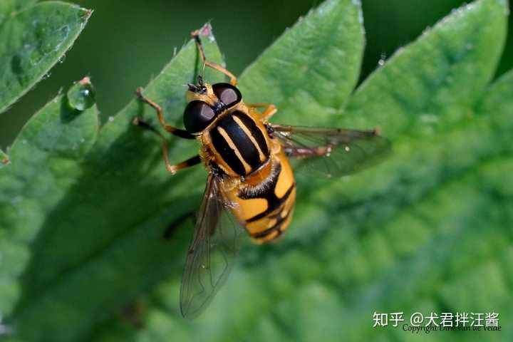 这是什么虫子,最近书房有好多只,有点像苍蝇,又有点像蜜蜂,喜欢附在灯