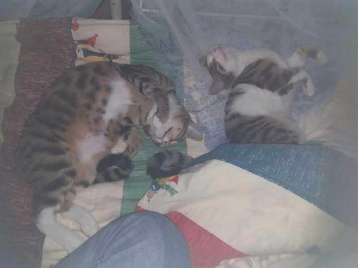 狸花猫可以萌到什么程度?