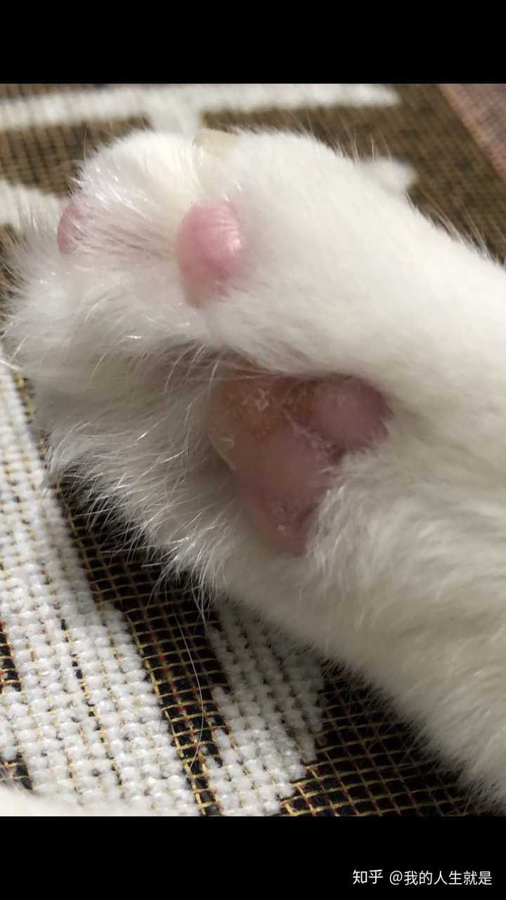 我家猫爪子缝真菌感染,没有及时发现,舔完以后现在肉垫那块儿增生很