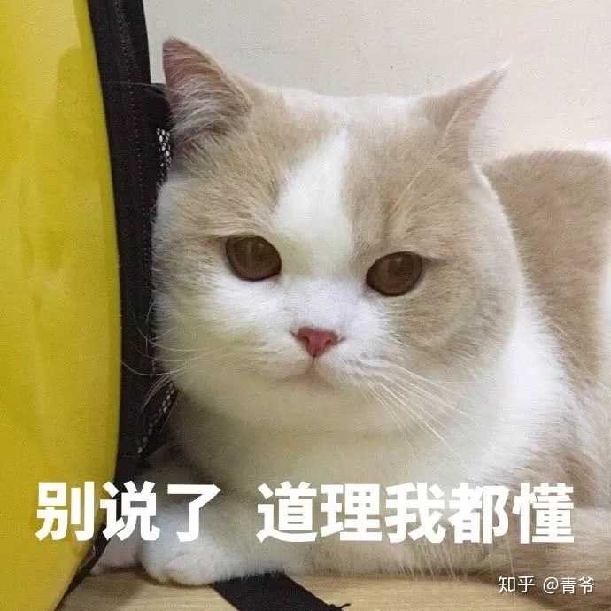 求颜色鲜艳的可爱猫狗熊猫微信头像?