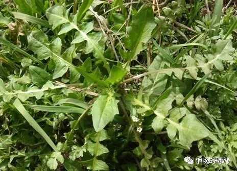 你吃过什么野菜?