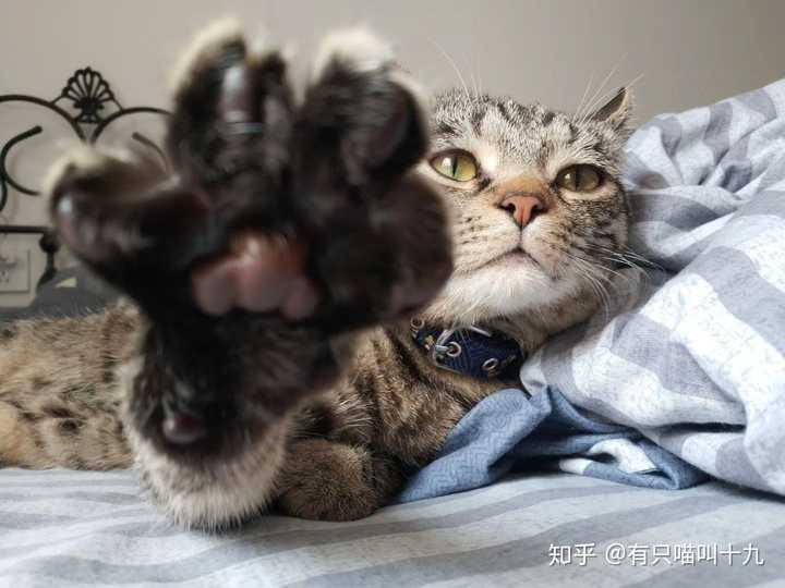 狸花猫可以漂亮到什么程度?