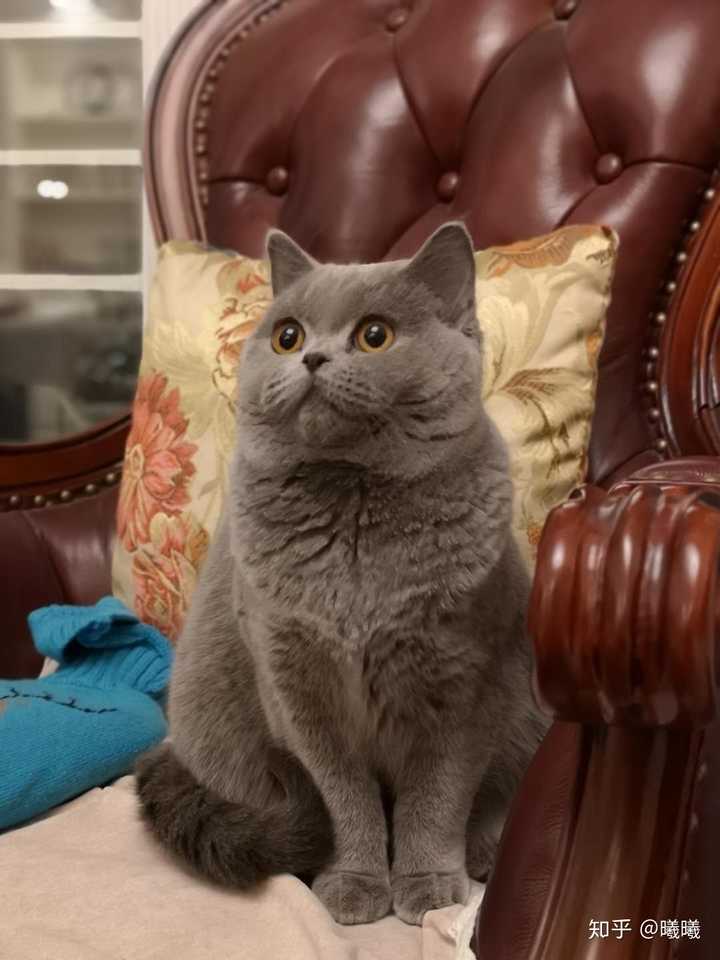 养一只英短蓝猫是什么体验