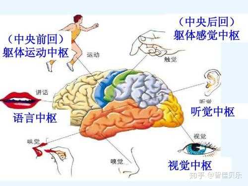 大脑语言区分类及作用 运动性语言中枢(说话中枢):位于44及45区,紧靠