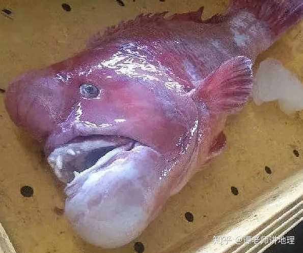 有哪些关于深海或者海怪的图片(越恐怖越诡异越好)?