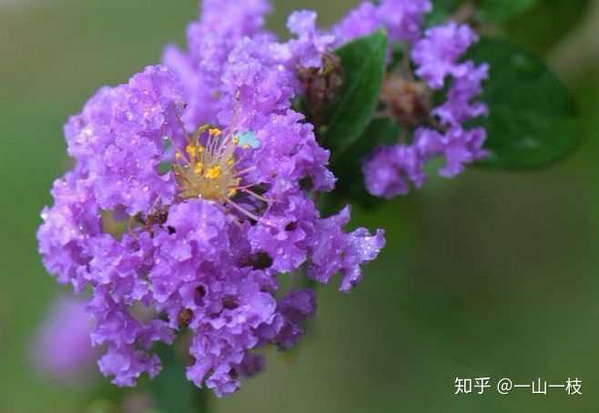 有没有适合在东北栽种的紫色花树