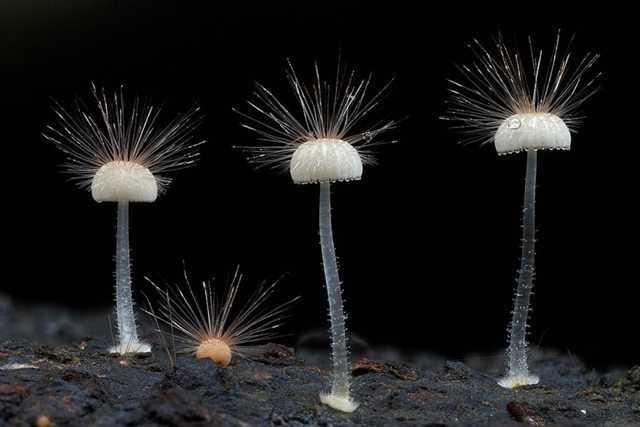 有哪些长得比较逆天的真菌?