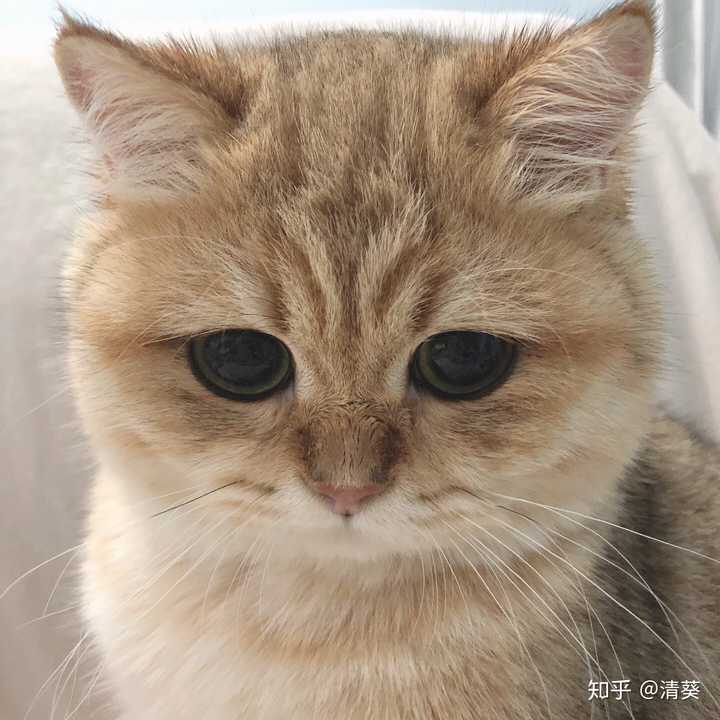 金渐层可以有多肥?