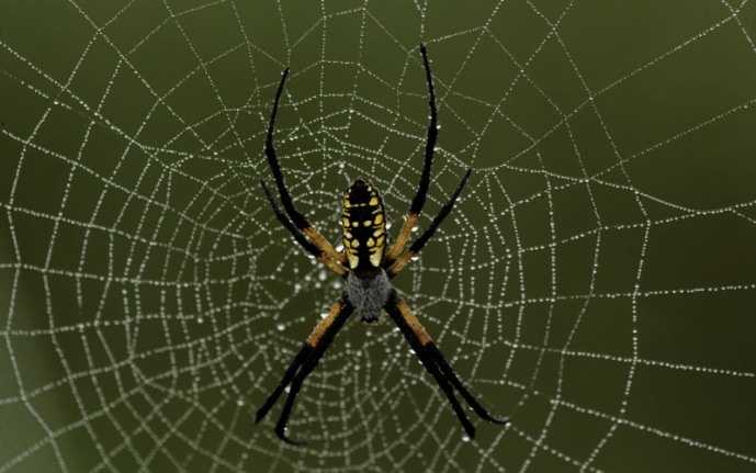【中国科学家将蜘蛛吐丝的基因植入蚕宝宝体内,获得新材料】