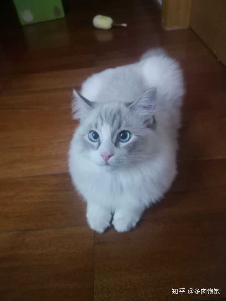 布偶猫尴尬期要多久?