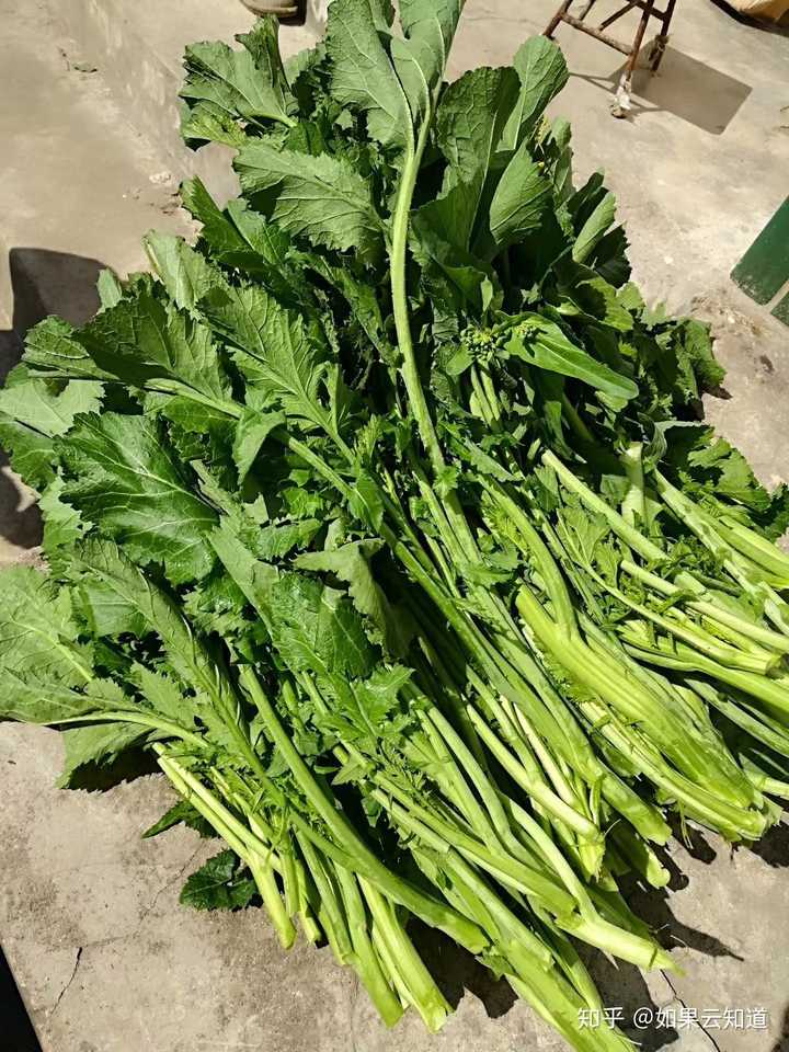 本地叫红嘎菜,做咸菜吃.