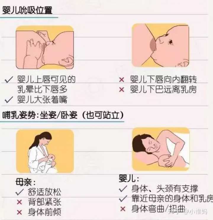 女性乳房大小和哺乳能力是否相关?