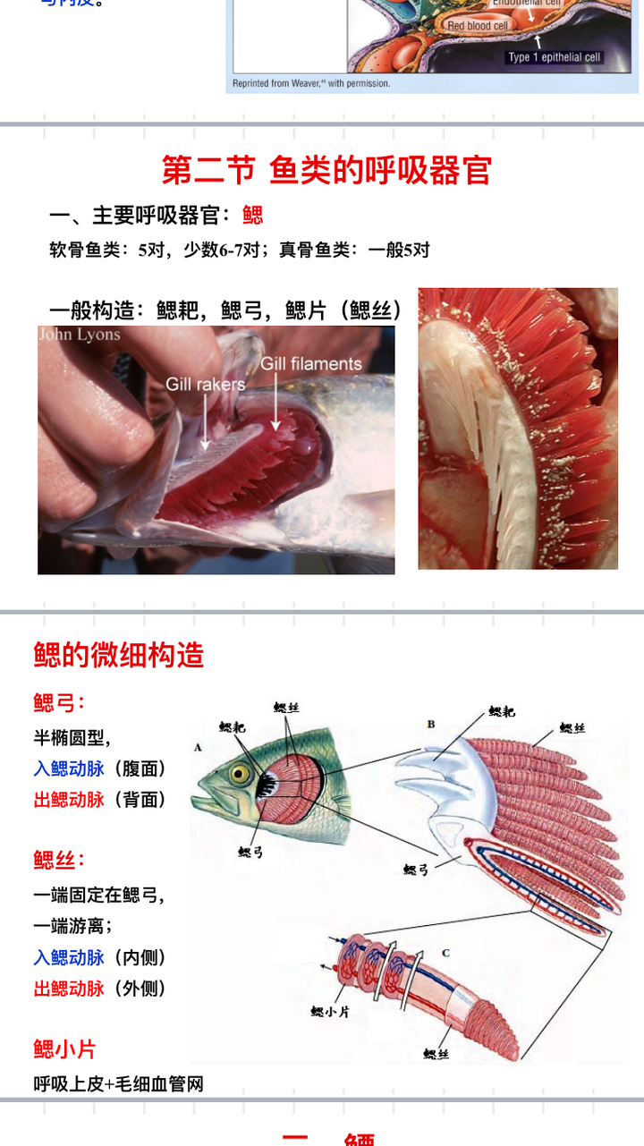 鱼类离开水是慢慢死去而不是立刻死去是因为它们除了鳃,还有其他辅助