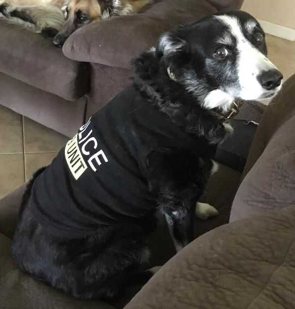 为什么不用智商排第一的边牧做警犬