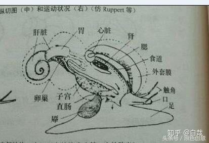 大海螺哪个部位不能吃,它头在哪?