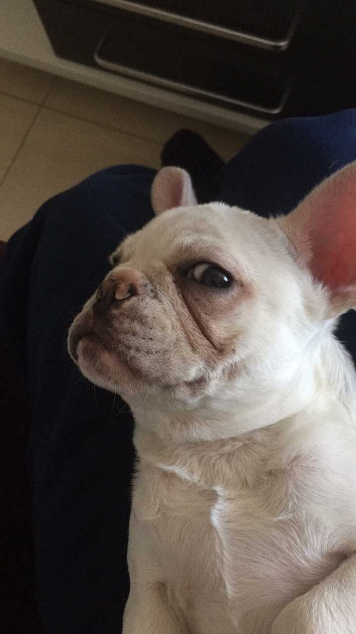 养法国斗牛犬是怎样的体验?