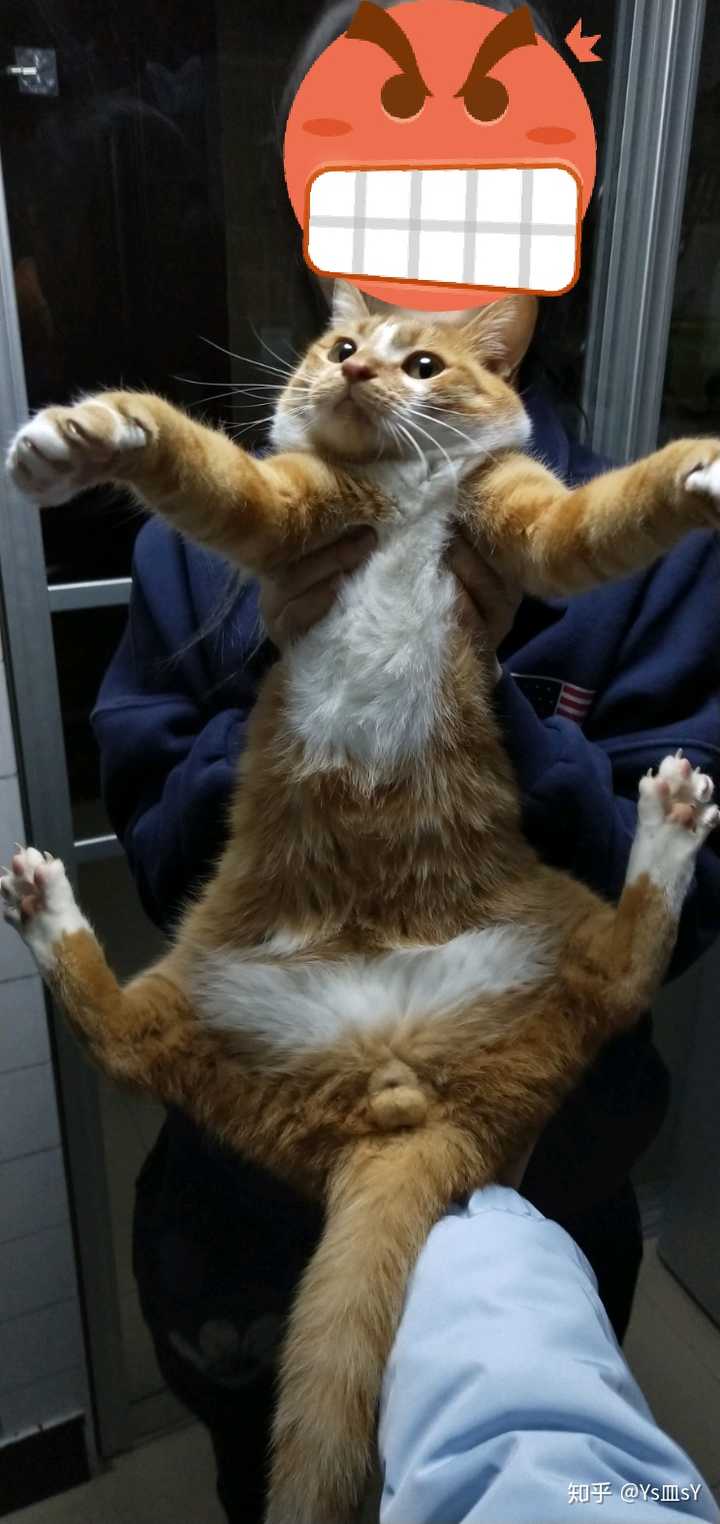 养土猫会遭人嫌弃吗?