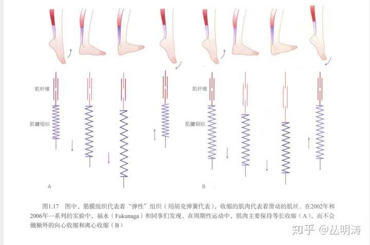 在步态和跑步过程中小腿的肌肉长度是不变的,肌肉是处于等长收缩,跟腱