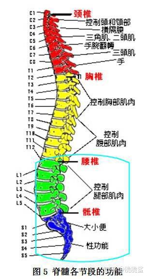 脊髓支配着全身运动系统(肌肉),脊髓的完整性保证了人的正常生活.