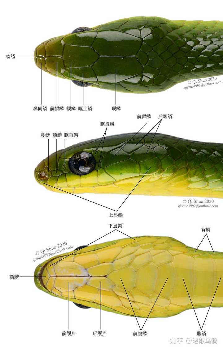 蛇头部的这些孔是啥复数的鼻孔和颊孔