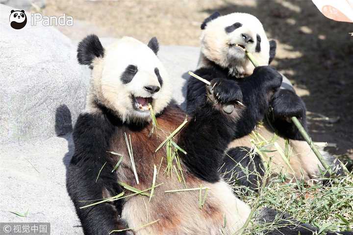 如何看待受疫情影响,吃不到新鲜竹子的两只旅加大熊猫