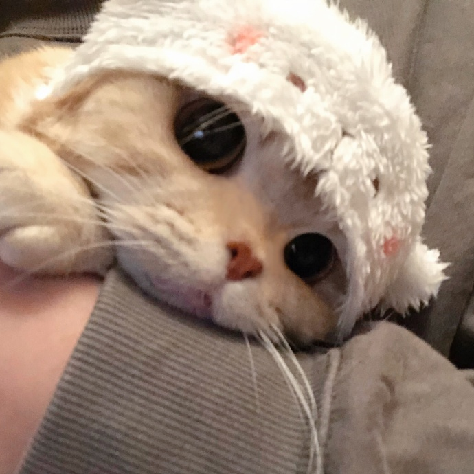 有没有一眼就很舒适的微信头像?