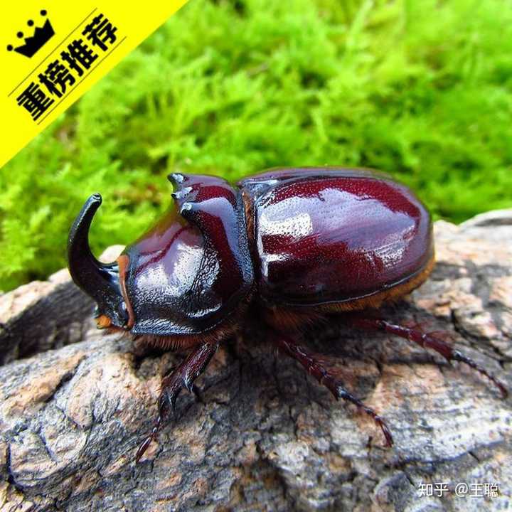 请问这是什么种类的甲虫呀?