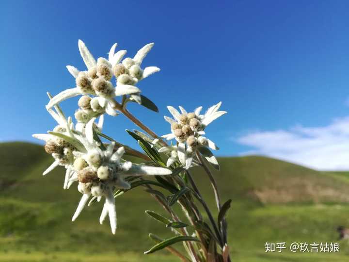 雪绒花(火绒草)