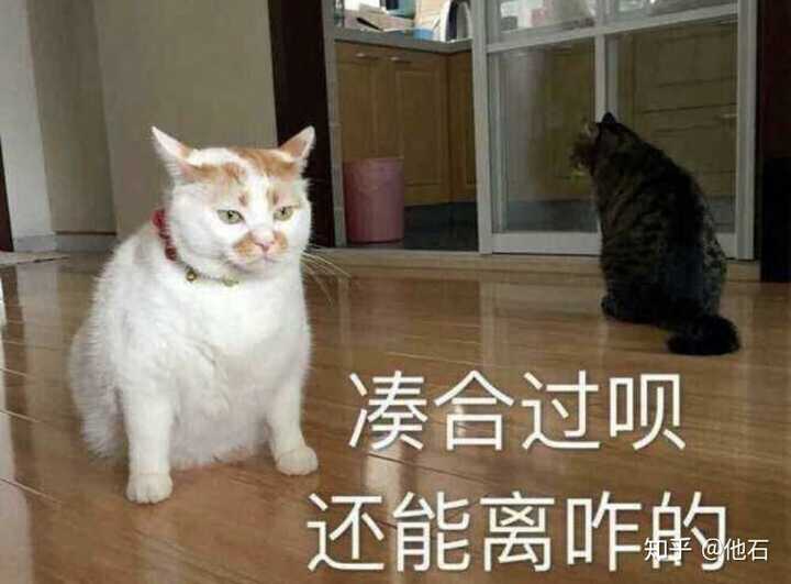 有的老实人喜欢猫,有的渣男不养猫.渣不渣在于心,不在于猫.