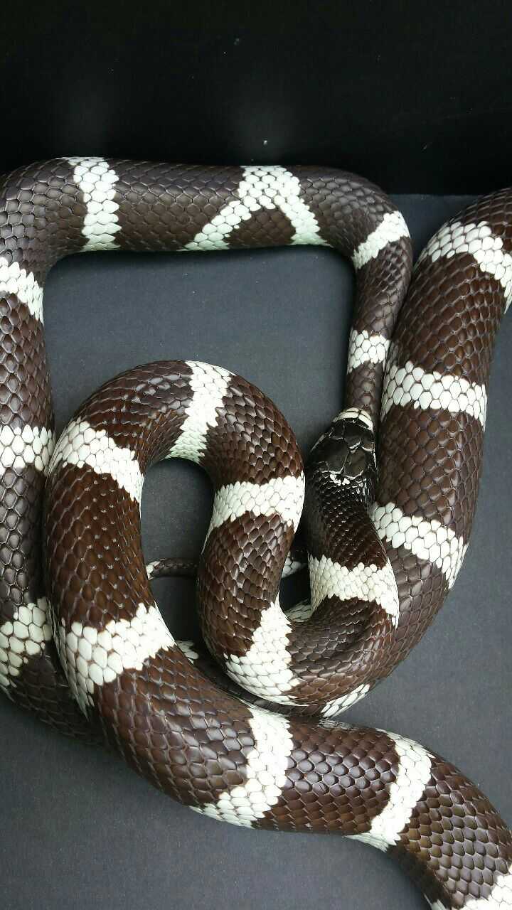 加州王蛇 lampropeltis getula