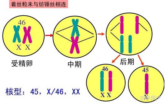 染色体的着丝粒未能与纺锤丝相连:在后期不能被拉向细胞的任何一极.