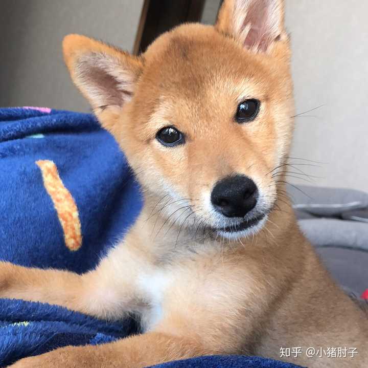 那些被质疑是土狗的柴犬,现在逆袭了吗?