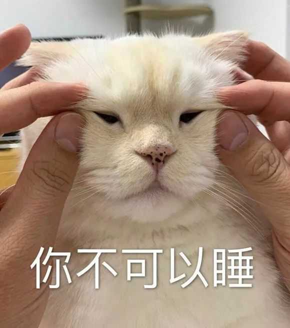 大家,有没有猫的沙雕表情包?