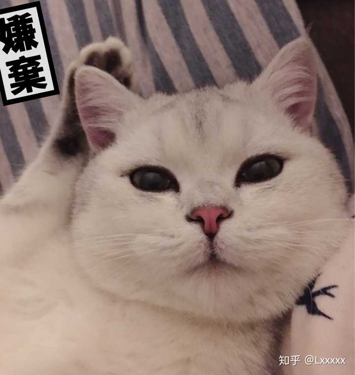 抓起来蹂躏不到五秒各种嫌弃和鄙视.