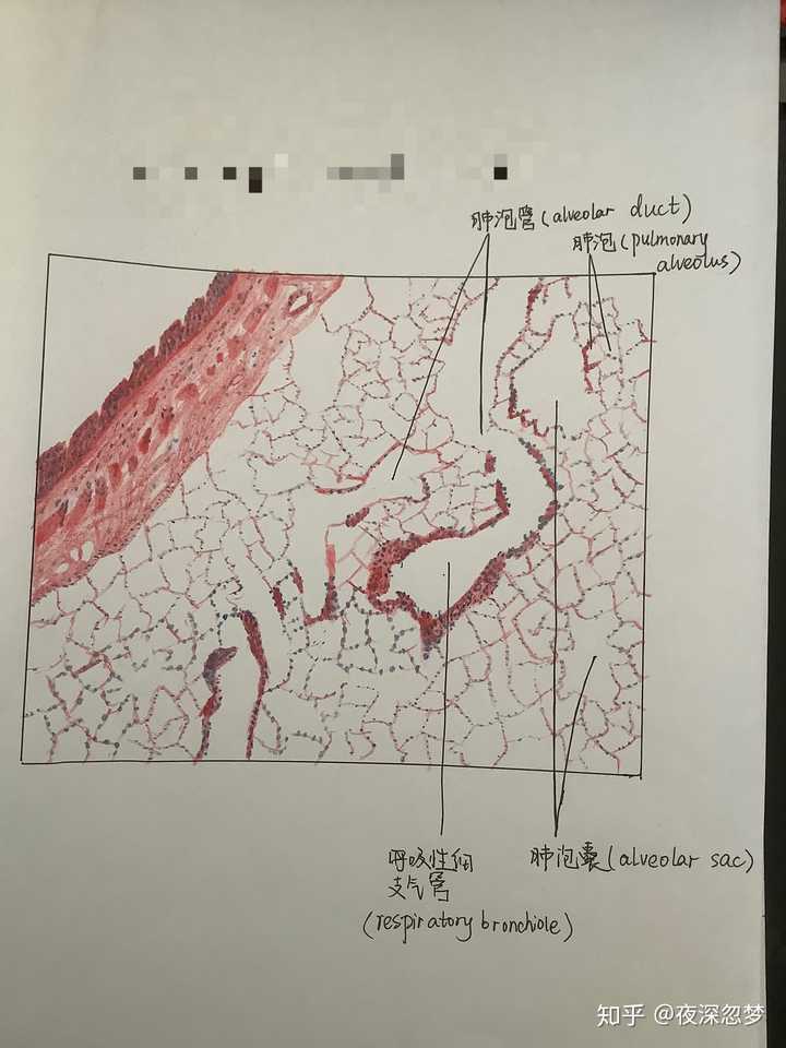 有医学解剖组胚基础实验课的手绘图吗,比如肝的脏面?