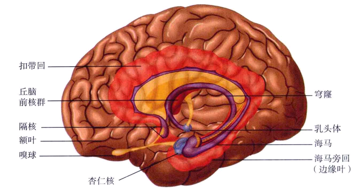 大脑只用了十分之一,真的吗?