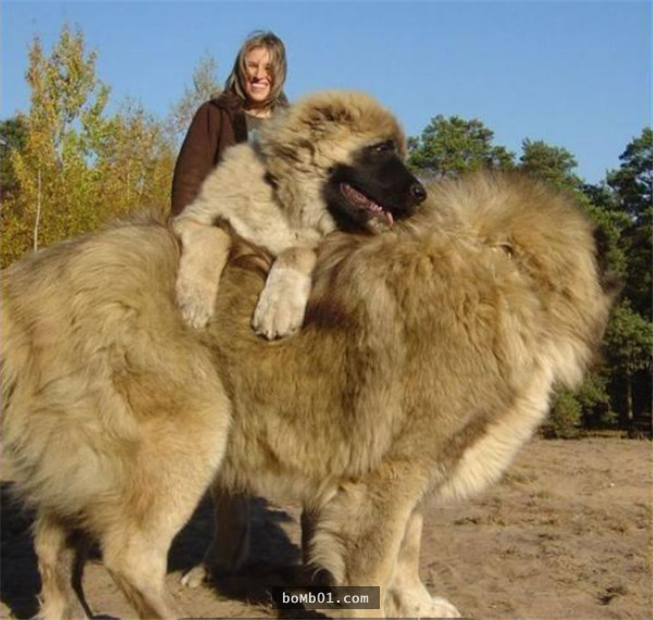 藏獒能打败狮,虎,熊等大型猛兽吗?