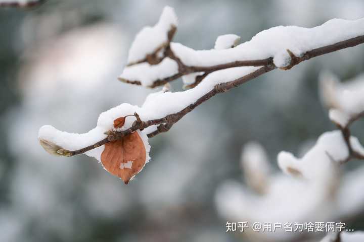 能看看你拍的下雪的照片吗?