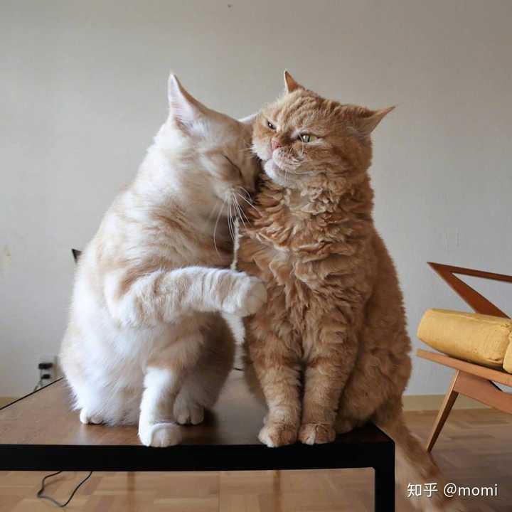 5,可爱猫咪头像 本人严重猫控,看见小猫咪的头像都会忍不住存下来