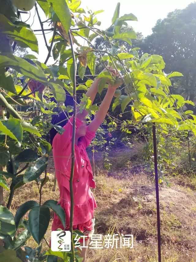 百香果女孩杨晓燕丨家人供图