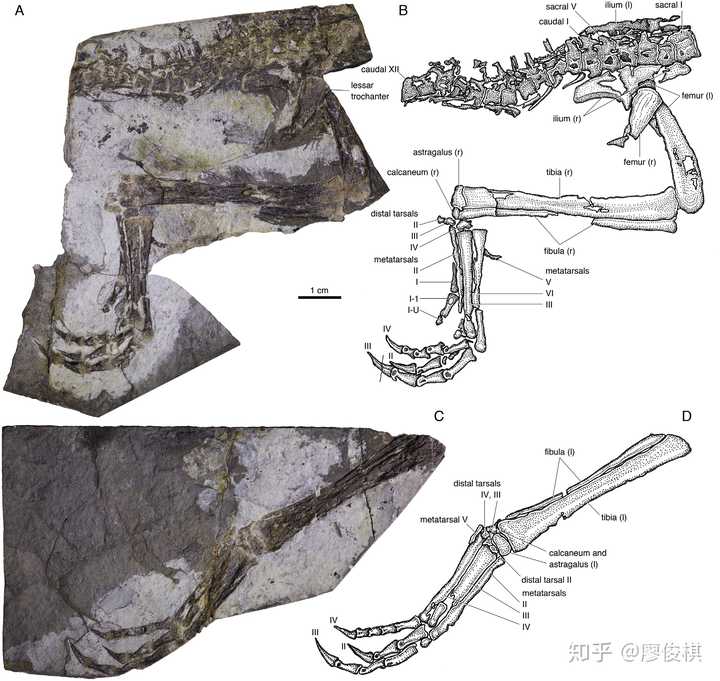 中国科学家发现体长仅 30 厘米的美颌龙类新物种,它们