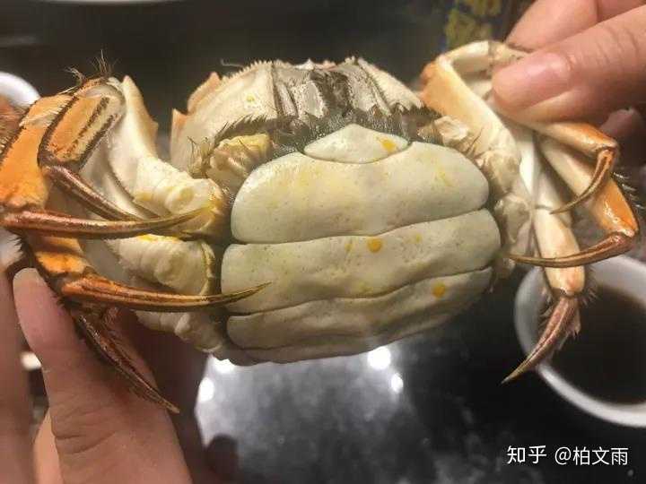 图为中秋后的母蟹,可以看到蟹油已经溢出来了