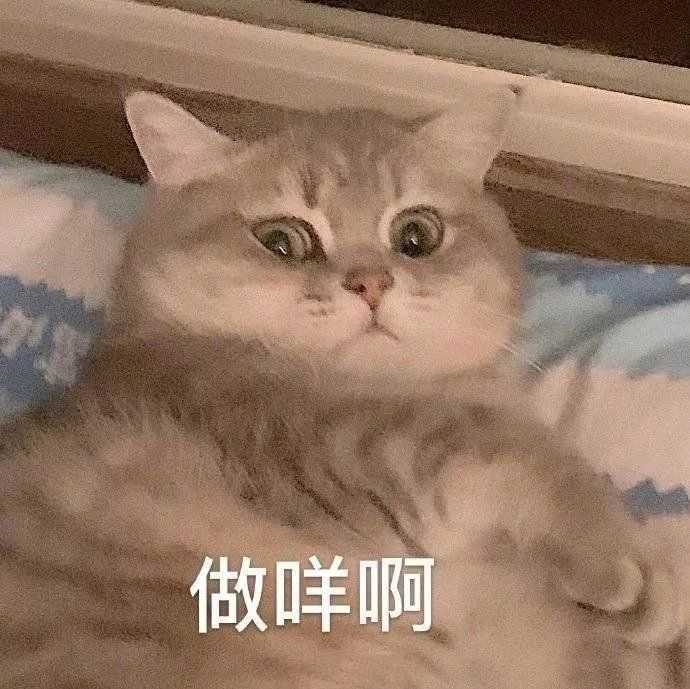 因为喜欢猫猫狗狗啊 可能是觉得那个表情包可爱,(也可能是觉得沙雕( )