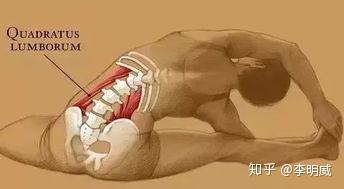 腰方肌拉伸: 2 泡沫轴也可以起到放松肌肉的作用,效果膊很好.