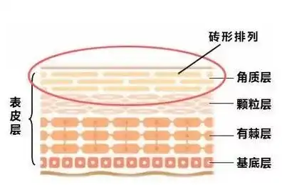 「去角质」很重要吗,过程中需要注意什么?