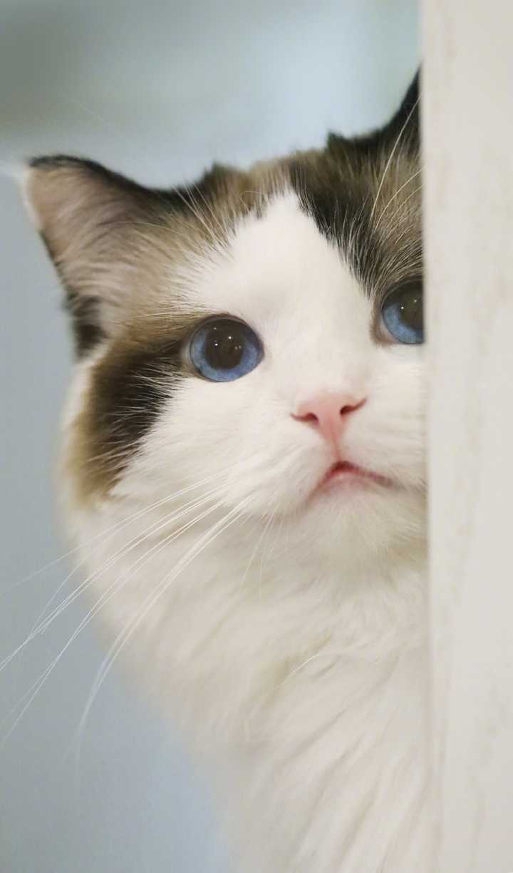 有哪些好看的猫咪壁纸或头像?