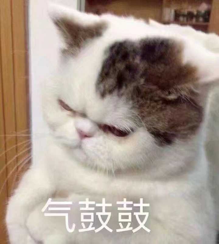 你们有没有珍藏着的猫咪表情包?