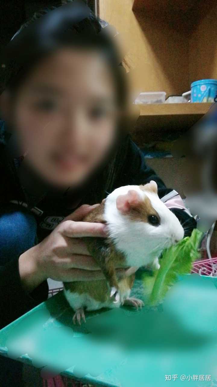 如何养好一只豚鼠荷兰猪