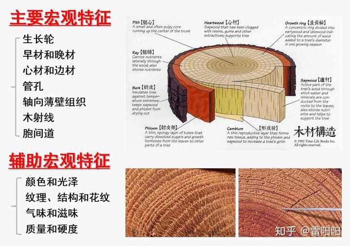 严格来说,识别木材是一件专业而严谨的事情,这需要系统而深入的学习